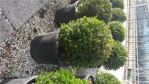 Heimische Eibe - Taxus baccata - Formgehölze