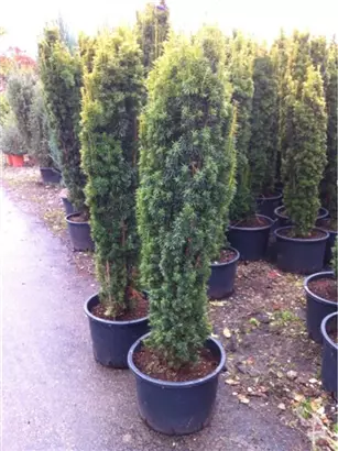 Gold-Säuleneibe - Taxus baccata 'Fastigiata Aurea'
