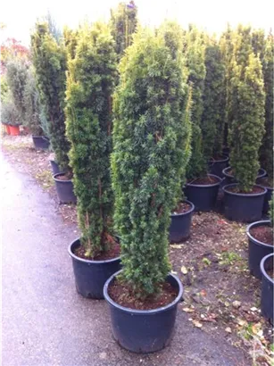Gold-Säuleneibe - Taxus baccata 'Fastigiata Aurea'