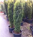Gold-Säuleneibe - Taxus baccata 'Fastigiata Aurea'