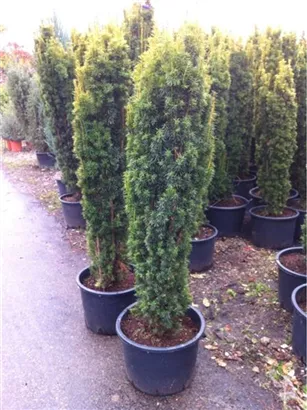 Gold-Säuleneibe - Taxus baccata 'Fastigiata Aurea'