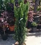 Schmale Säuleneibe - Taxus baccata 'Fastigiata Robusta'