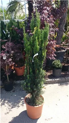 Schmale Säuleneibe - Taxus baccata 'Fastigiata Robusta'