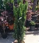 Schmale Säuleneibe - Taxus baccata 'Fastigiata Robusta'