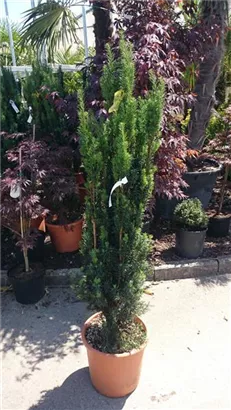 Schmale Säuleneibe - Taxus baccata 'Fastigiata Robusta'