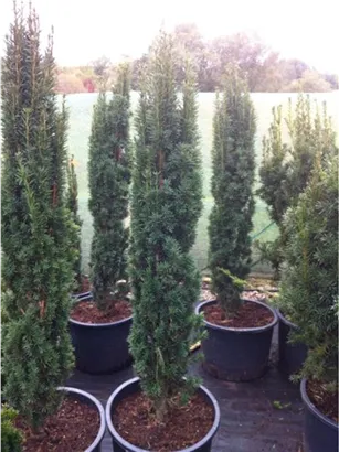 Schmale Säuleneibe - Taxus baccata 'Fastigiata Robusta'