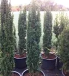 Schmale Säuleneibe - Taxus baccata 'Fastigiata Robusta'