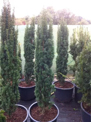 Schmale Säuleneibe - Taxus baccata 'Fastigiata Robusta'