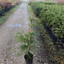 Cupressocyparis leylandii - Heckenpflanzen, C 4 - Aktion 80- 100