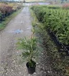 Leyland-Zypresse - Cupressocyparis leylandii - Heckenpflanzen