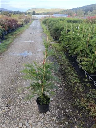 Leyland-Zypresse - Cupressocyparis leylandii - Heckenpflanzen