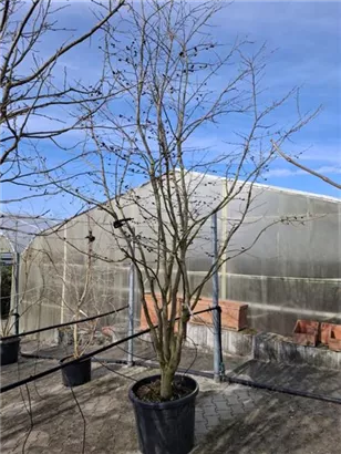 Eisenbaum - Parrotia persica - Formgehölze