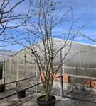 Eisenbaum - Parrotia persica - Formgehölze