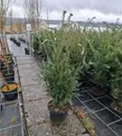 Heimische Eibe - Taxus baccata - Heckenpflanzen
