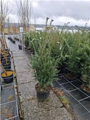 Heimische Eibe - Taxus baccata - Heckenpflanzen