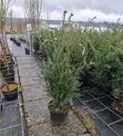 Heimische Eibe - Taxus baccata - Heckenpflanzen