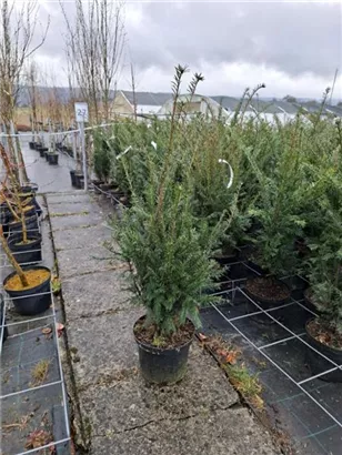 Heimische Eibe - Taxus baccata - Heckenpflanzen