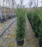Heimische Eibe - Taxus baccata - Heckenpflanzen