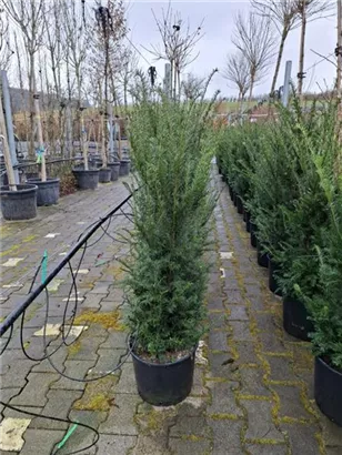 Heimische Eibe - Taxus baccata - Heckenpflanzen