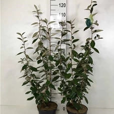 Elaeagnus ebbingei - Mediterranes, C 4 60-