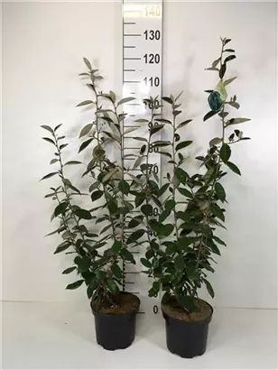 Wintergrüne Ölweide - Elaeagnus ebbingei - Mediterranes