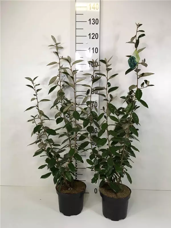 Wintergrüne Ölweide - Elaeagnus ebbingei - Mediterranes