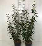 Wintergrüne Ölweide - Elaeagnus ebbingei - Mediterranes