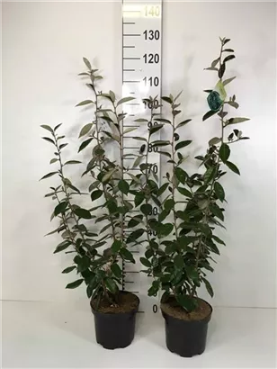 Wintergrüne Ölweide - Elaeagnus ebbingei - Mediterranes