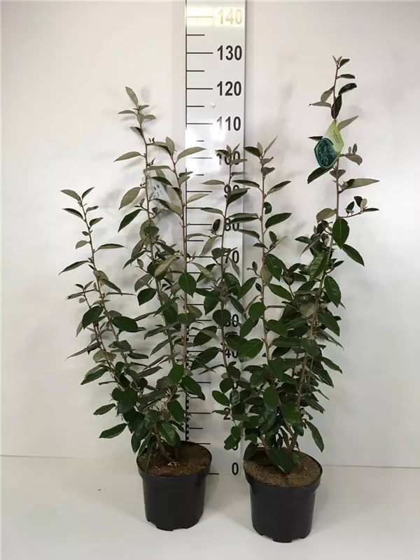 Wintergrüne Ölweide - Elaeagnus ebbingei - Mediterranes