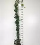 Efeu - Hedera hibernica - Kletterpflanzen