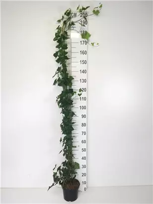 Efeu - Hedera hibernica - Kletterpflanzen
