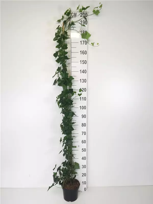 Efeu - Hedera hibernica - Kletterpflanzen