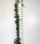 Efeu - Hedera hibernica - Kletterpflanzen