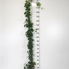 Hedera hibernica - Kletterpflanzen, C 4 gestäbt 180- 200