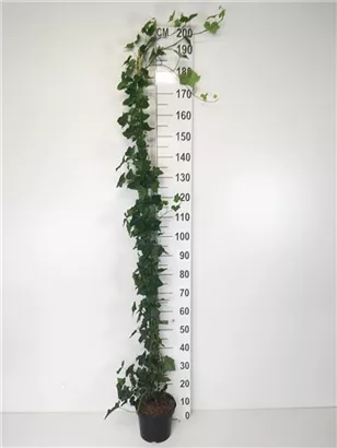 Efeu - Hedera hibernica - Kletterpflanzen