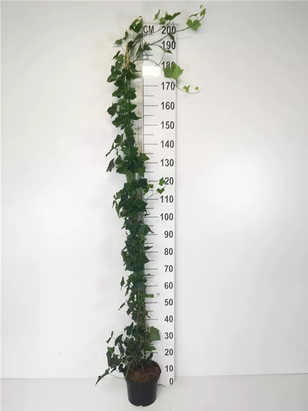 Efeu - Hedera hibernica - Kletterpflanzen