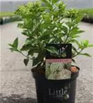 Rispenhortensie 'Little Lime' - Hydrangea paniculata 'Little Lime'