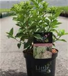 Rispenhortensie 'Little Lime' - Hydrangea paniculata 'Little Lime'
