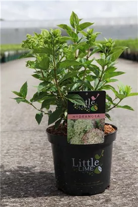 Rispenhortensie 'Little Lime' - Hydrangea paniculata 'Little Lime'