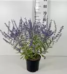 Blauraute 'Blue Spire' - Perovskia atriplicifolia 'Blue Spire'