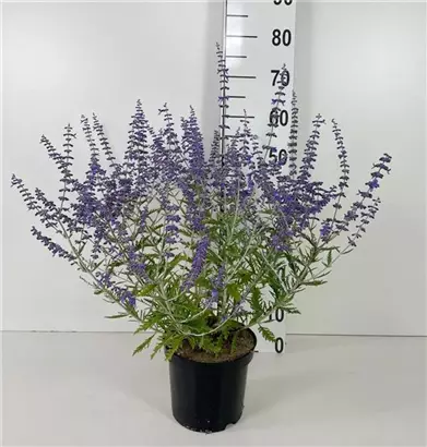 Blauraute 'Blue Spire' - Perovskia atriplicifolia 'Blue Spire'