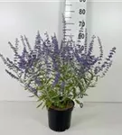 Blauraute 'Blue Spire' - Perovskia atriplicifolia 'Blue Spire' Blauraute 'Blue Spire' - Perovskia atriplicifolia 'Blue Spire'