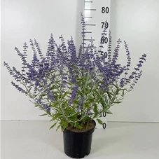 Perovskia atriplicifolia 'Blue Spire', C 3 50- 60 Perovskia atriplicifolia 'Blue Spire', C 3 50- 60