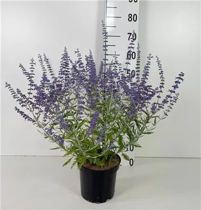 Blauraute 'Blue Spire' - Perovskia atriplicifolia 'Blue Spire' Blauraute 'Blue Spire' - Perovskia atriplicifolia 'Blue Spire'