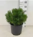 Krummholz-Kiefer - Pinus mugo mughus