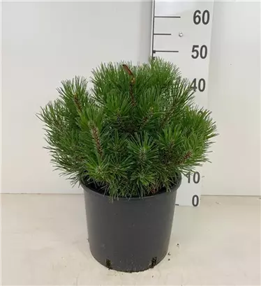 Krummholz-Kiefer - Pinus mugo mughus