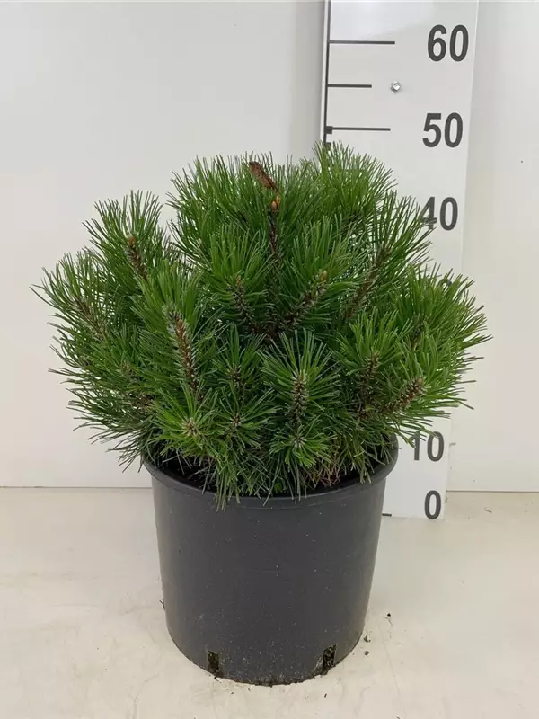 Krummholz-Kiefer - Pinus mugo mughus
