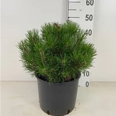 Pinus mugo mughus, C 7,5 30- 40 Pinus mugo mughus, C 7,5 30- 40