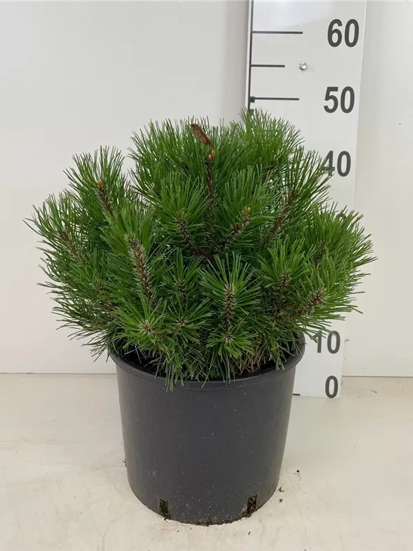 Krummholz-Kiefer - Pinus mugo mughus Krummholz-Kiefer - Pinus mugo mughus