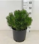 Krummholz-Kiefer - Pinus mugo mughus